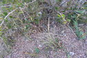 #2: Stones and vegetation on the ground at the confluence.