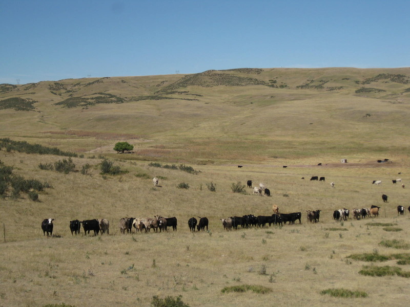 Curious cattle