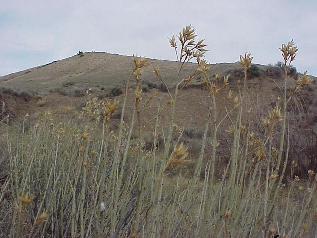 View to the east from the confluence.