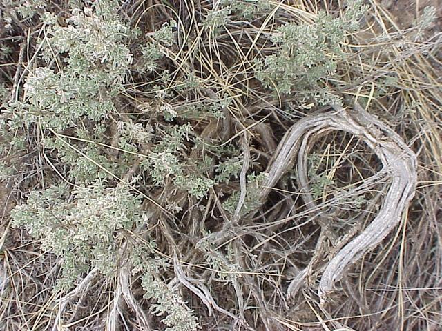 Sage ground cover at the confluence site.