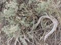 #3: Sage ground cover at the confluence site.