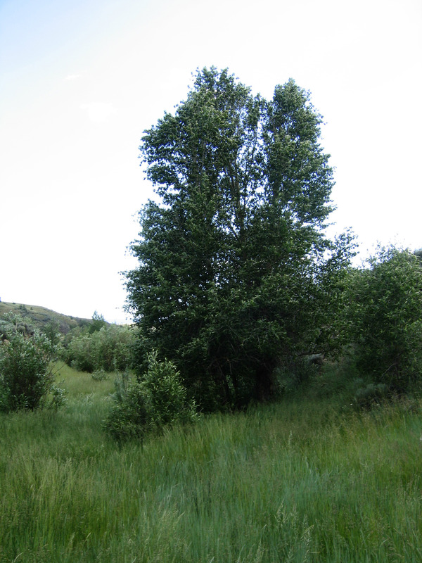 Distinctive tree just to south of confluence