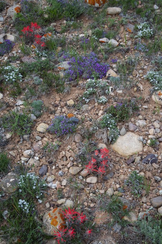 Some pretty spring alpine wildflowers near the confluence point