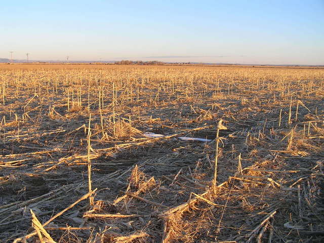 View to the north-northwest from the confluence in the early morning light.