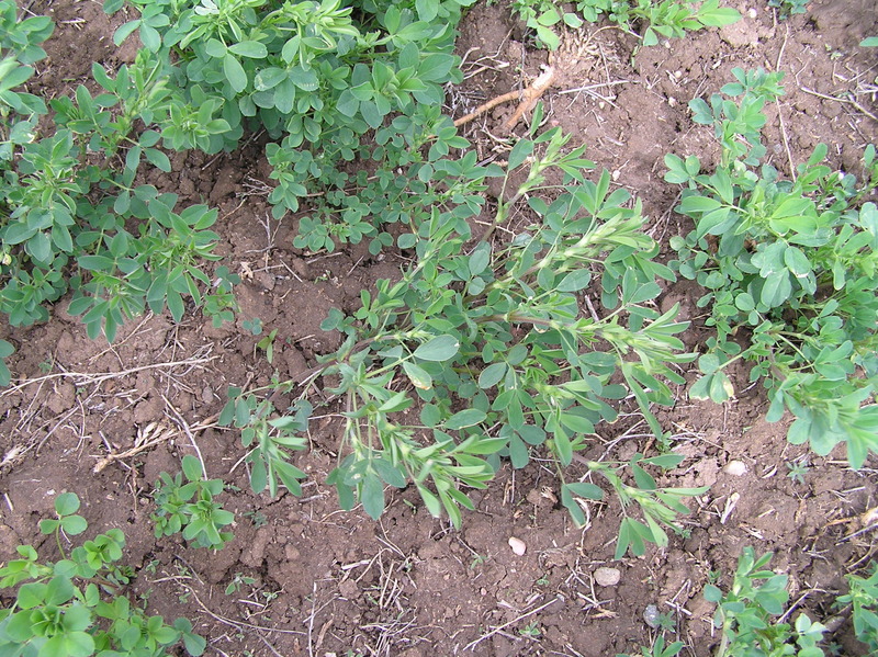 Ground cover at the confluence point.