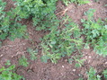 #2: Ground cover at the confluence point.