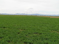 #6: View to the west from the confluence point.