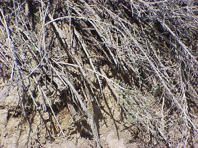 Ground cover at the confluence site.