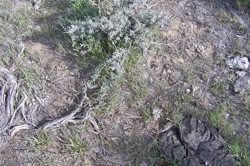 Ground cover at the confluence point.