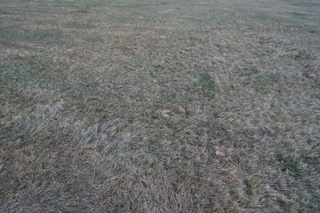 Ground cover at the confluence point