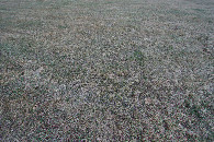 #5: Ground cover at the confluence point