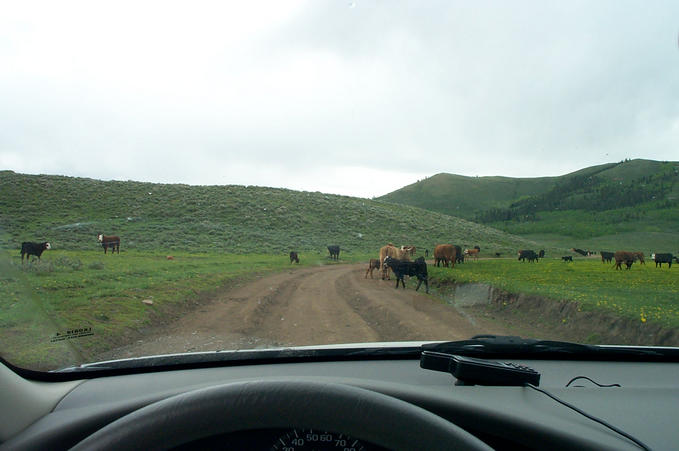 Dodging Cows Along the Way