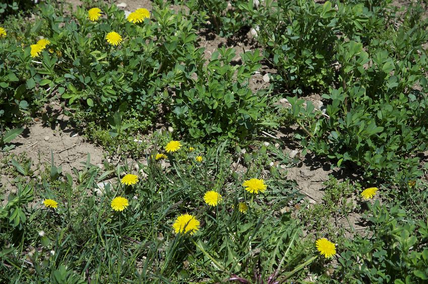 The confluence point lies in a field, with only wildflowers currently growing