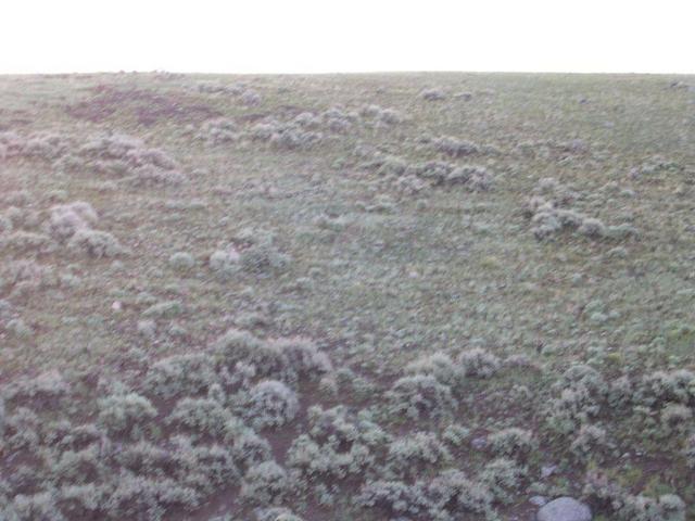 Looking East from site to other side of gully.