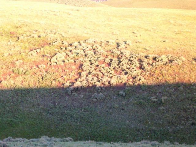 The confluence site, located on the side of a gully.  Picture is taken looking toward West.