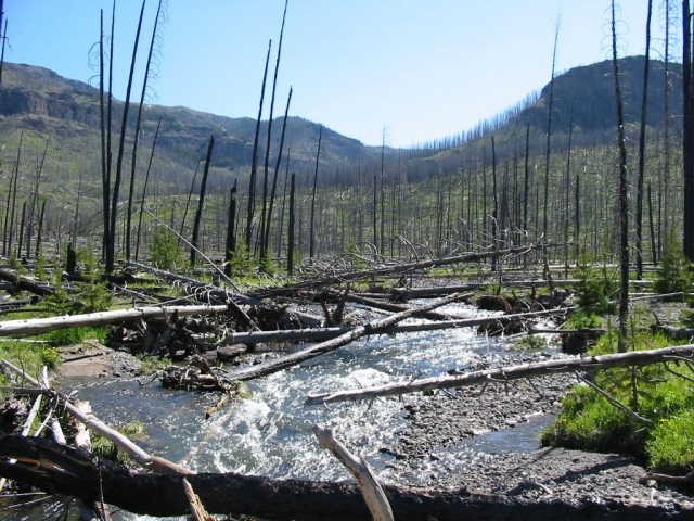 Wilderness Area burned by the '88 Yellowstone Park fires.  4 miles north of confluence.