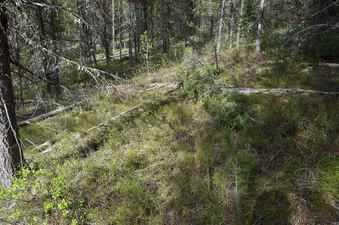 #1: The confluence point lies in a pine forest