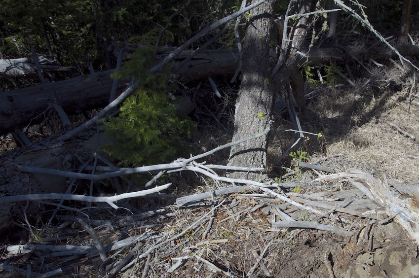 The confluence point lies in a small clearing, on top of some downed trees