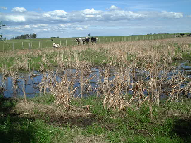 Wet ground in the area