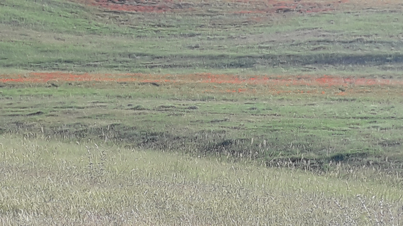 Wild tulips in the distance