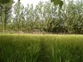 #4: from the confluence looking north