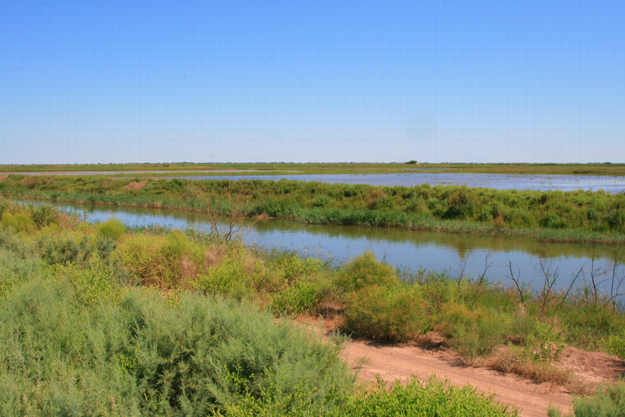 overwatering is a problem at Aral region