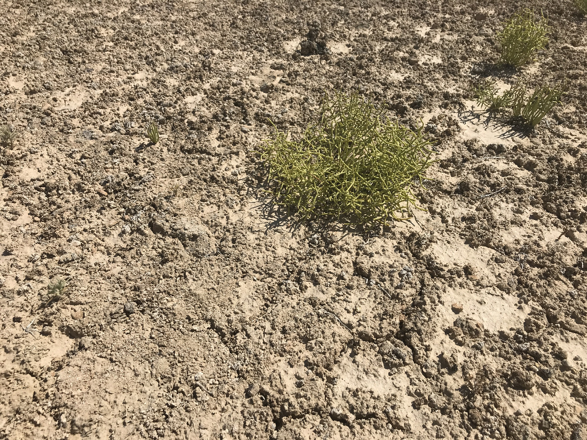 Salicornia at confluence