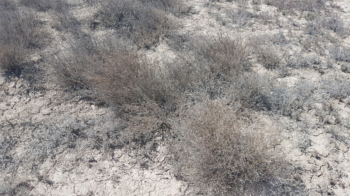 dry scrubs at confluence on Ustyurt Plateau