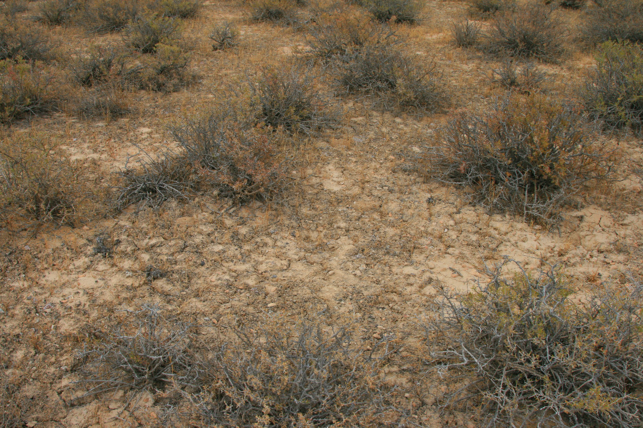 dry cracked clay soil at confluence