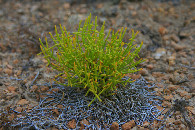 #11: higer humidity at Chink edge: salicornia stays green