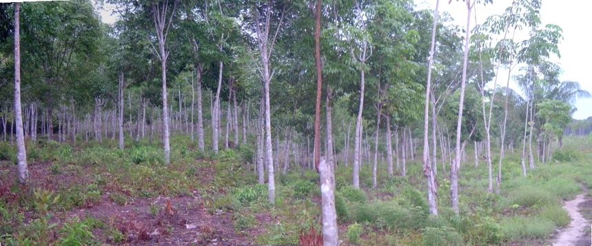 BALATÁ PLANTATION