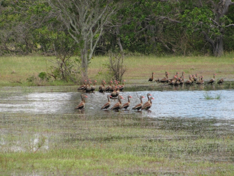 Wild Ducks on the flooded roads near the CP