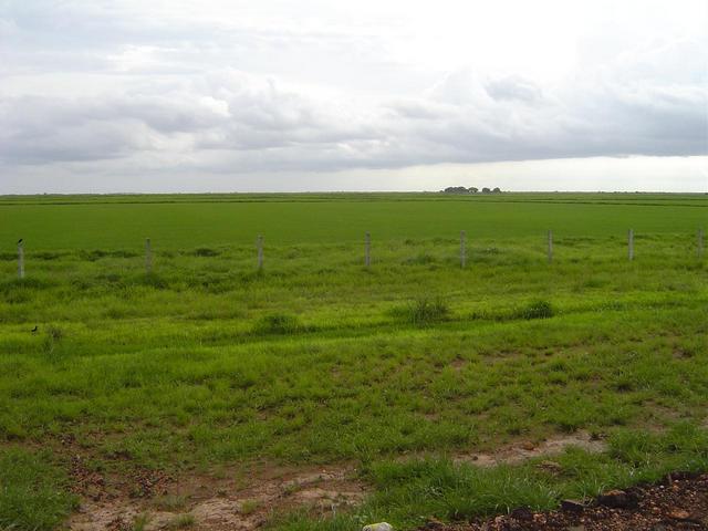 Rice field