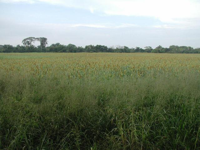 Siembra de Sorgo