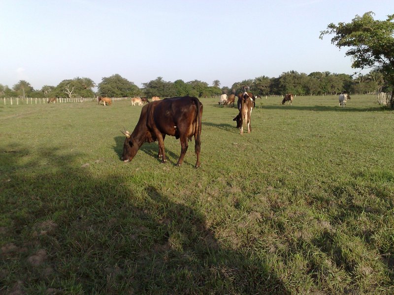 CRIA DE GANADO/ CATTLES