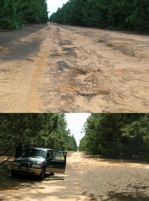 Sand track & Start of walk