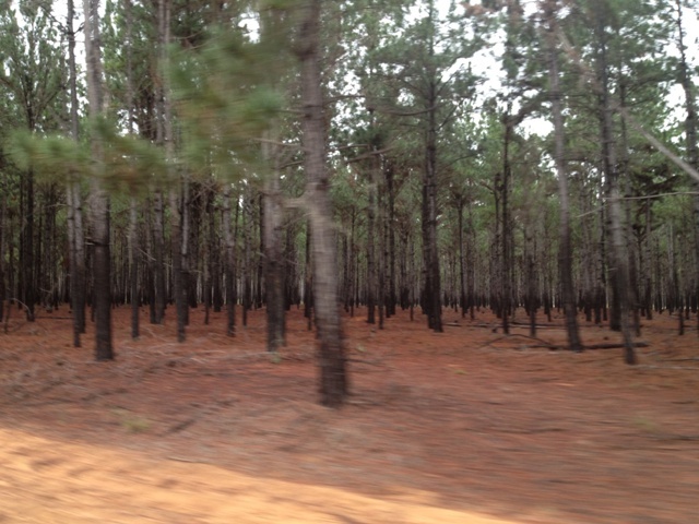 Actividad Económica en la Región Madera. Logging activity in the area