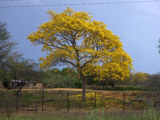 Arbol de Araguaney (tabebuia pentaphila) Arbol nacional de Venezuela a 20 Km de PC