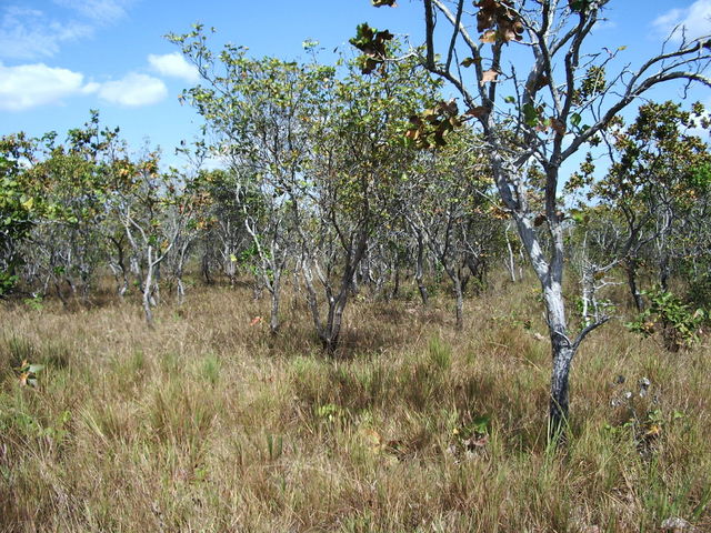 EAST SITE FROM CONFLUENCE POINT