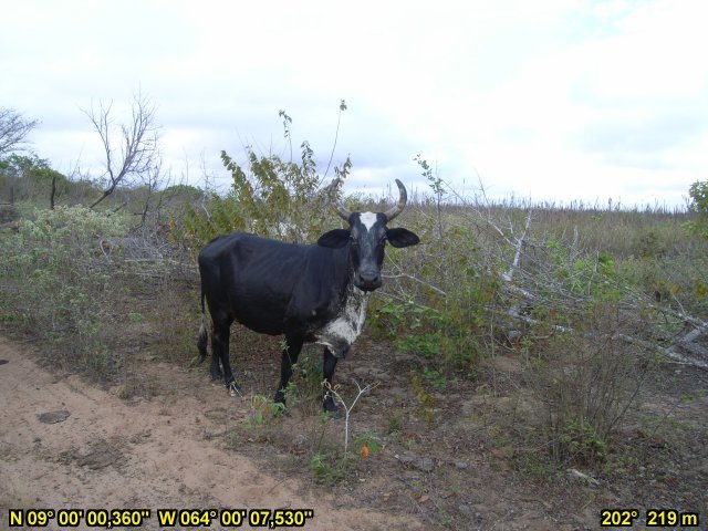 Bull near by the gate