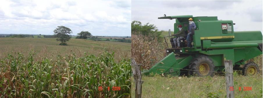 CORN FIELDS AND CORN HARVEST MACHINE IN FULL ACTIVITY