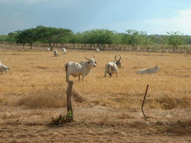 EX_DSCF0039.JPG -- Cows