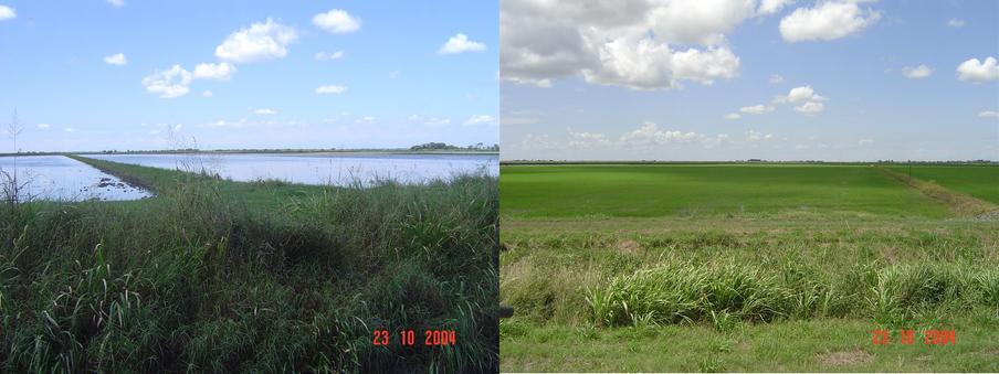 RICE FIELDS NEAR TO CP