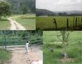 #6: LA ENTRADA A LA FINCA, EL PORTON, PAISAJE DE 200 MTS DEL PUNTO, GALLINETAS / ENTRANCE TO THE FARM, THE HALL, LANDSCAPE AT 200 MTS CP, WILD HENS