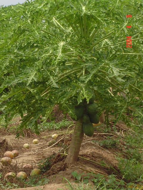 PAPAYA TREE