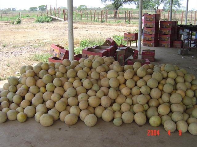 MELON HARVEST