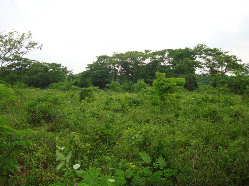 VISTA AL NORTE. NORTH VIEW