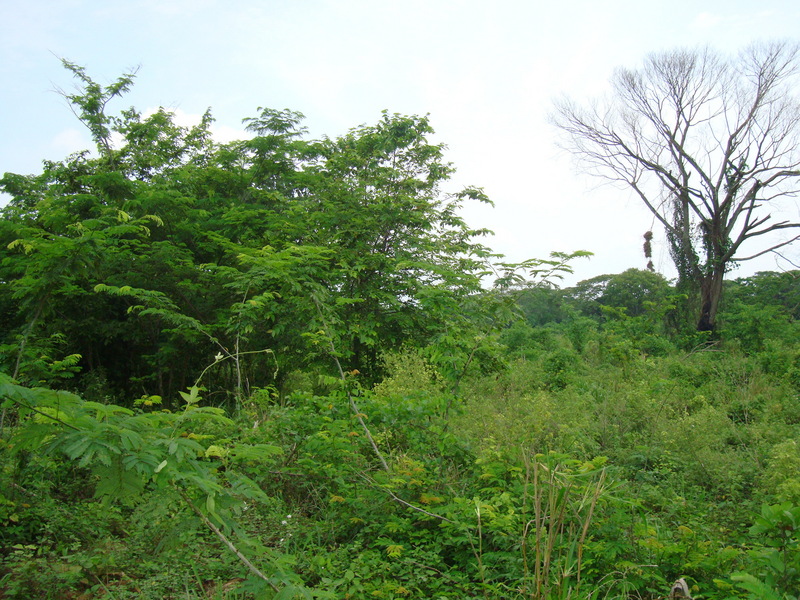 VISTA AL OESTE. WEST VIEW