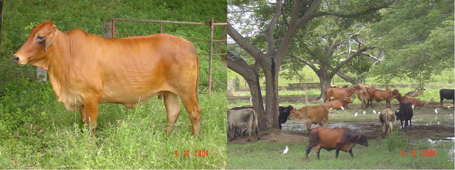 Cattle farming activity