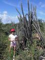 #4: Cathinka was dwarfed by the cactus plants